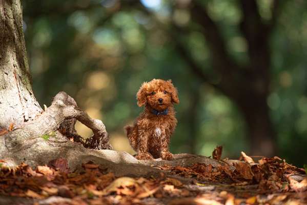 Hundetreffen-Welpen Spieltreff kleine Hunde-Bild