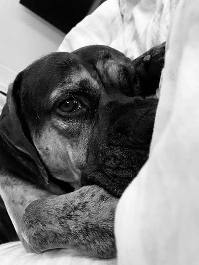 Zeichnungen eurer Hunde-Beitrag-Bild