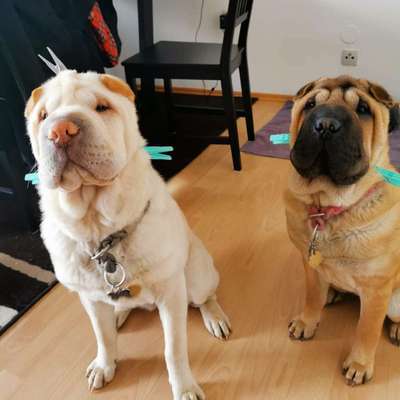 Seltene Rassen!-Beitrag-Bild