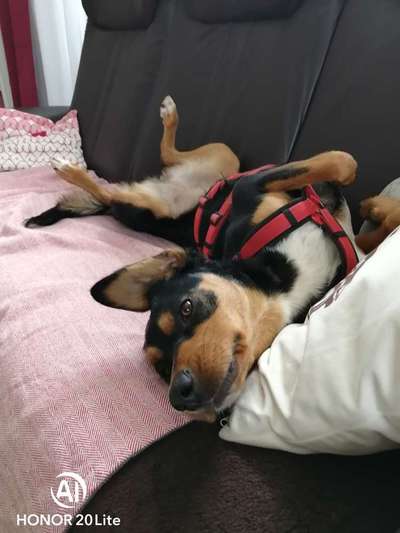 Auslandstierschutz-Beitrag-Bild