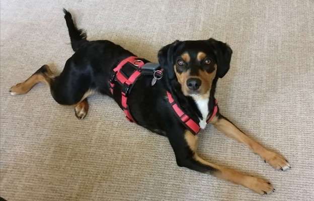 Griechische Bracke-Beitrag-Bild