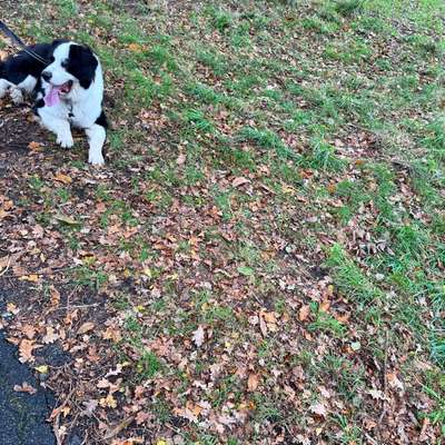 Hundetreffen-Puppertier sucht Spielgefährten in Groß-Bild