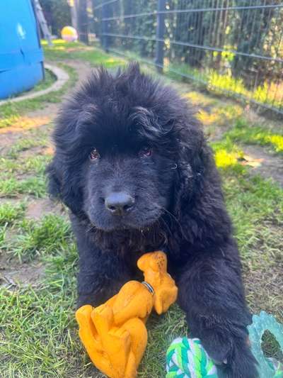 Hundetreffen-Welpen Treffen-Bild