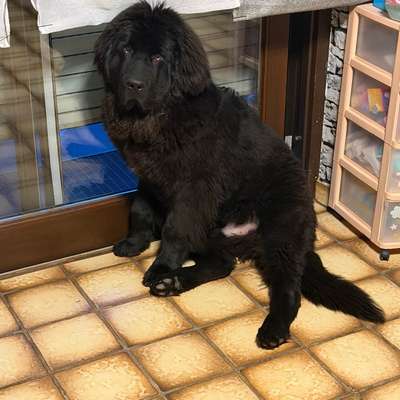 Hundetreffen-Welpen Treffen-Bild