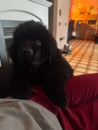 Neufundländer-Beitrag-Bild