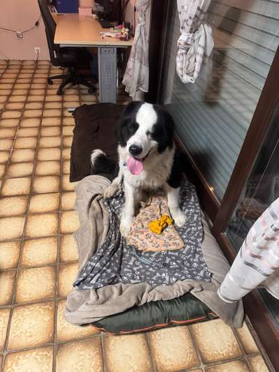 Gibt es hier weitere Landseer Berner Sennenhund Mischlinge?-Beitrag-Bild