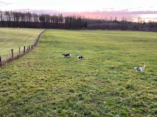 Hundetreffen-Kennenlernen von spielfreudigen Hunden-Bild