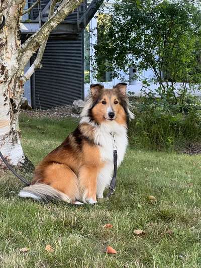 Shelties-Beitrag-Bild