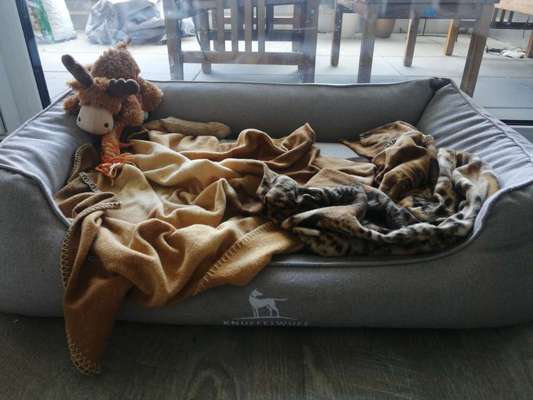 Hundebett gesucht-Beitrag-Bild