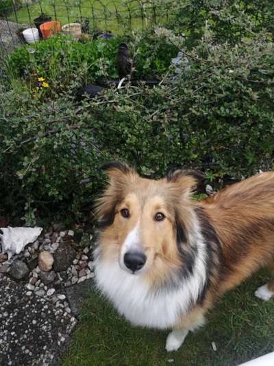 Shelties-Beitrag-Bild