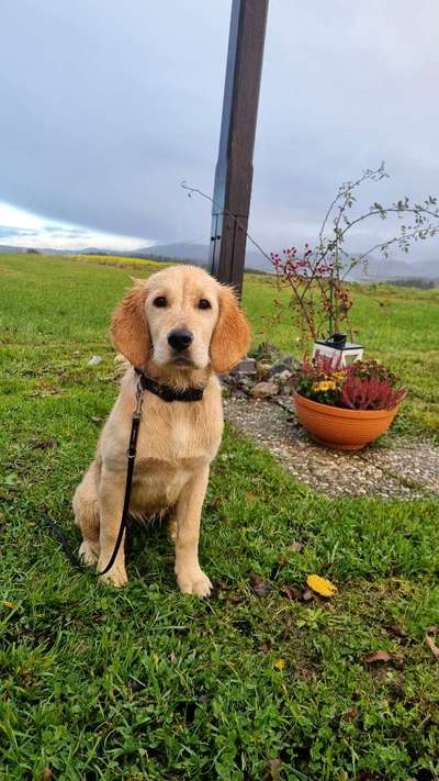 Hundetreffen-Junghunde Sozialisierung-Bild