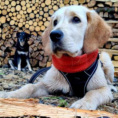 Dogorama Photo Challenge - Portrait-Beitrag-Bild