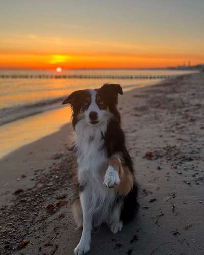 Hundetreffen-Social Walk (ohne direkt Kontakt)-Bild