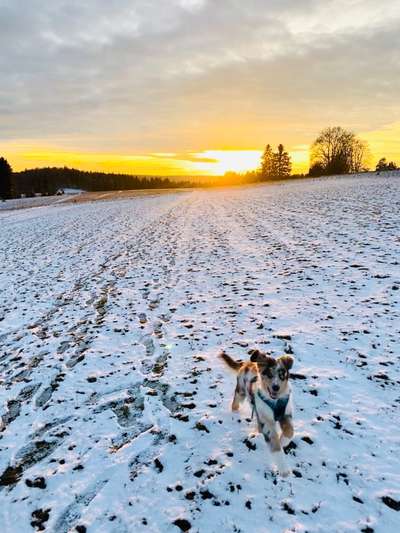 Hundeauslaufgebiet-Steinheimer Heide-Bild