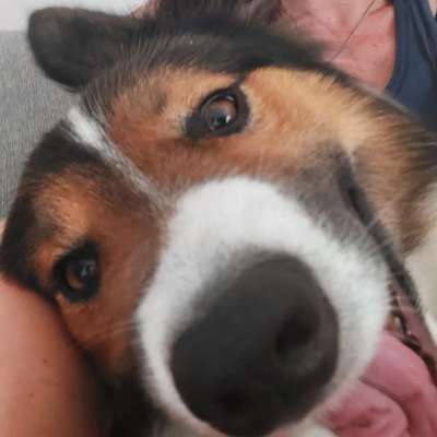 Fotochallenge Nr. 59 - Mein Hund zeigt die Zunge-Beitrag-Bild