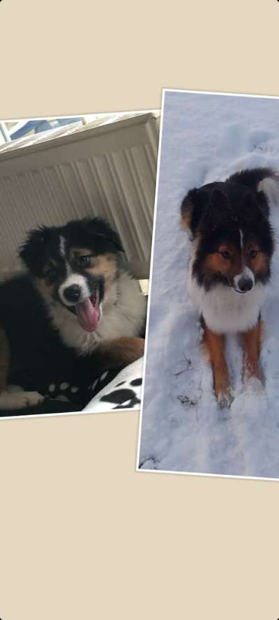 Welpenfotos-Beitrag-Bild