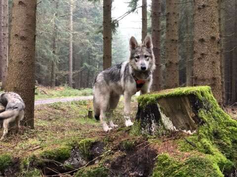 Fotochallenge No. 26                                     Wald und Wiese-Beitrag-Bild