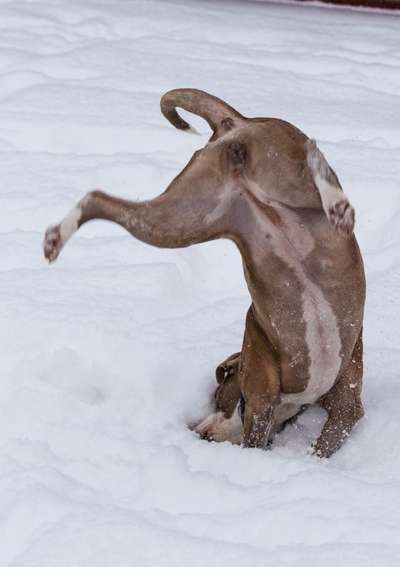 Die Dogorama Wochen Challenge-Beitrag-Bild