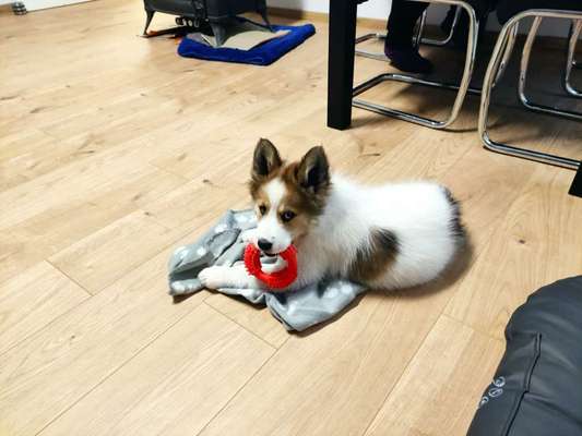 Welpen Bilder !-Beitrag-Bild