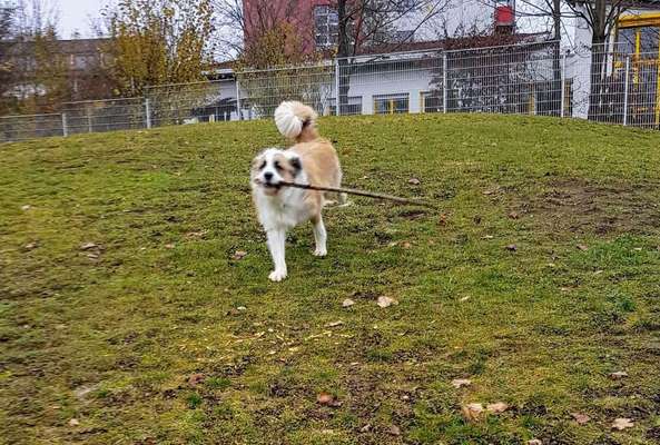 Mischlinge - die beste Rasse die es gibt-Beitrag-Bild
