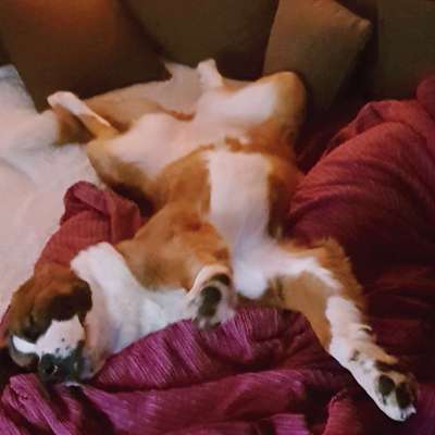 Challenge Nr 14
Eure Fellnasen auf ihrem Lieblingsplatz-Beitrag-Bild