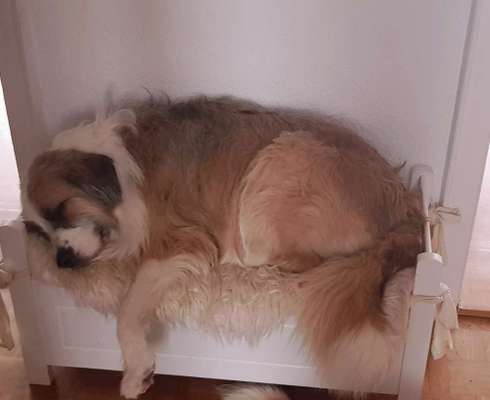 Challenge Nr 14
Eure Fellnasen auf ihrem Lieblingsplatz-Beitrag-Bild