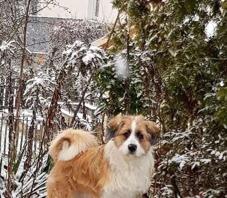 Dein Hund im Dogorama-Kalender 2021-Beitrag-Bild