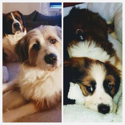 Welpenfotos-Beitrag-Bild