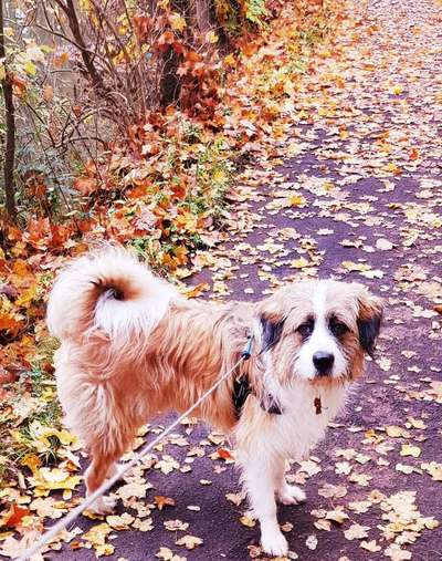 Dein Hund im Dogorama-Kalender 2021-Beitrag-Bild