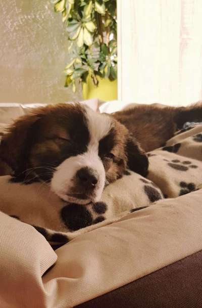 Welpen Bilder !-Beitrag-Bild