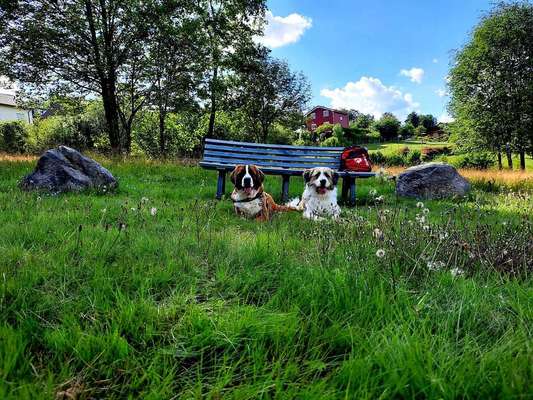 Dein Hund im Dogorama-Kalender 2021-Beitrag-Bild