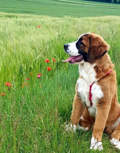 Dein Hund im Dogorama-Kalender 2021-Beitrag-Bild