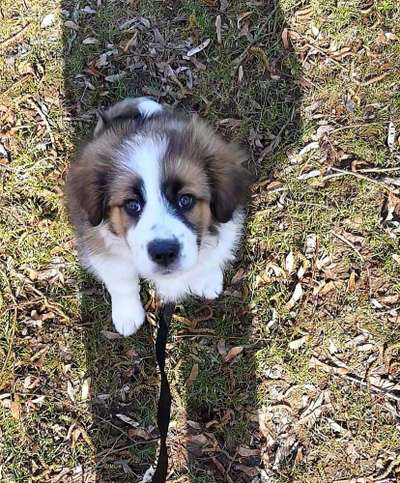 Welpen Bilder !-Beitrag-Bild