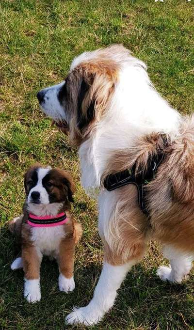 Bester Freund, Hundekumpel - zeigt her!-Beitrag-Bild