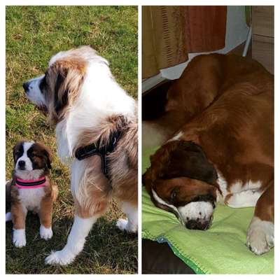 Welpenfotos-Beitrag-Bild