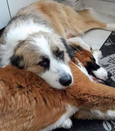 Bester Freund, Hundekumpel - zeigt her!-Beitrag-Bild