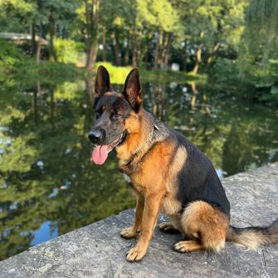 Hundetreffen-Spielen-Profilbild