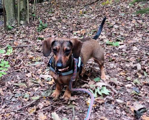 wo sind die Dackelfreunde-Beitrag-Bild