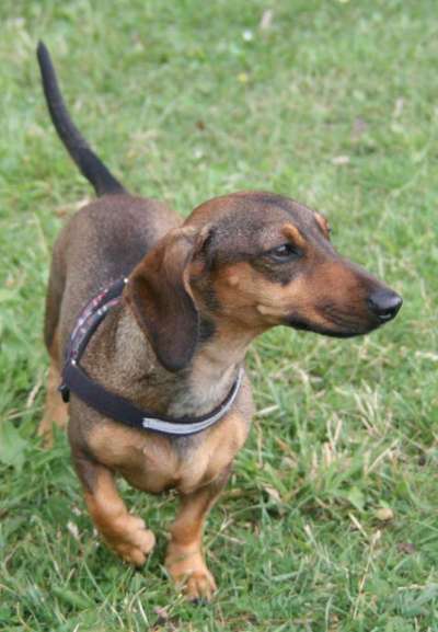 Die Dogorama Kalender Challenge Titelbild-Beitrag-Bild