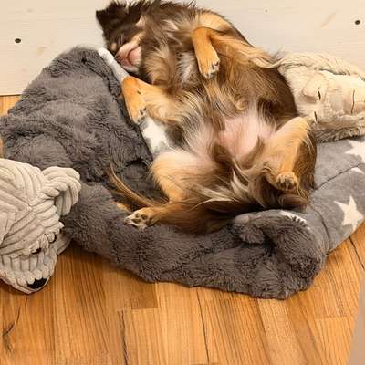 aktuelles Foto Gruppe Chihuahua