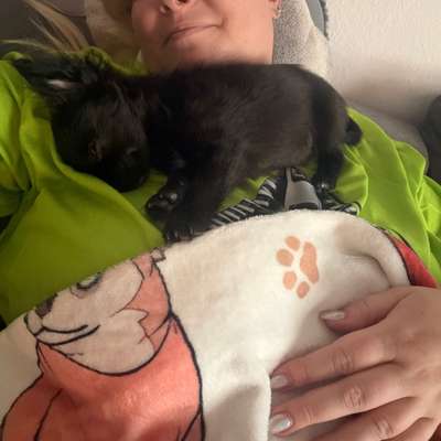 aktuelles Foto Gruppe Chihuahua