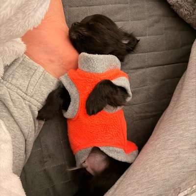 aktuelles Foto Gruppe Chihuahua