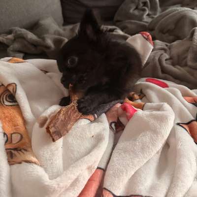 aktuelles Foto Gruppe Chihuahua