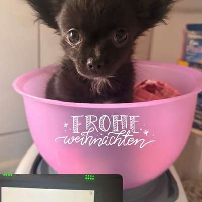 aktuelles Foto Gruppe Chihuahua