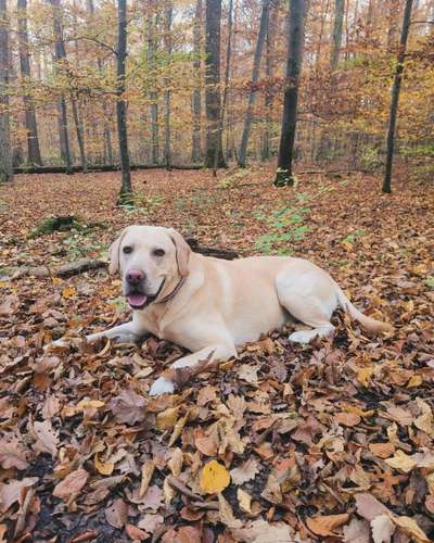 Hundetreffen-Training/Gassi/Spielen-Bild