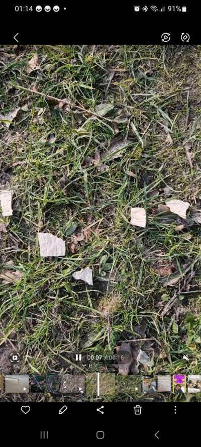 Giftköder-Verdacht auf Giftköder-Bild