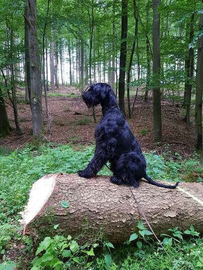 Hundetreffen-Freilauf in Lamspringe-Bild