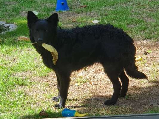 Mudi - ungarischer Schäferhund-Beitrag-Bild