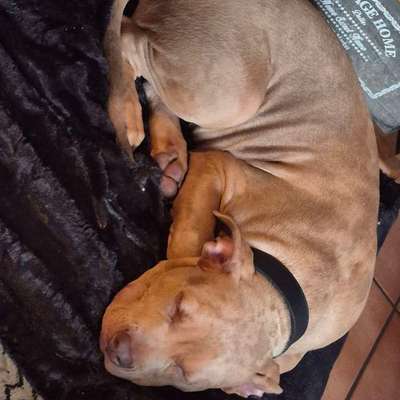 aktuelles Foto Gruppe American Bully‘s aus MV