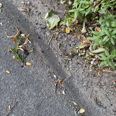 Giftköder-v. A. Schneckenkorn-Bild